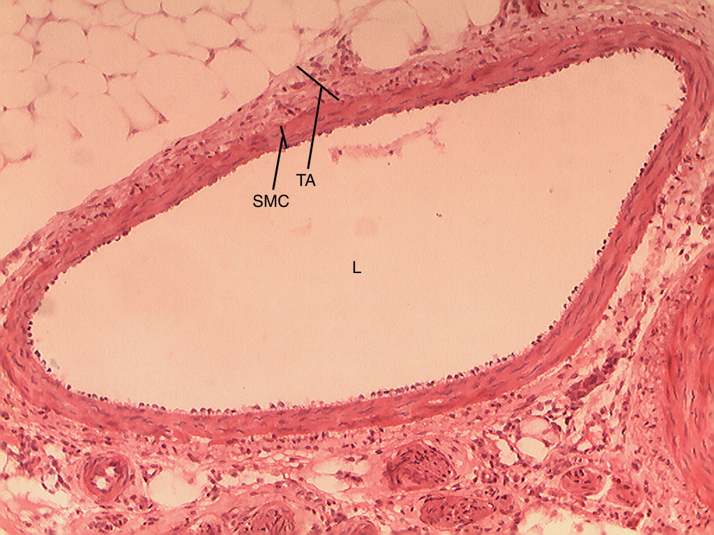 Histology Of Vein